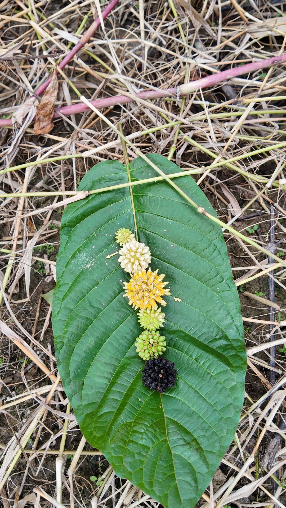 Natural botanical herb sourced from Indonesia